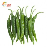 [bulk] 청양고추 10kg