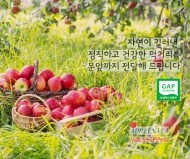 밀양 얼음골 꿀 사과 5gk/10kg (흠과) 사과나라 화명농원 고당도 부사