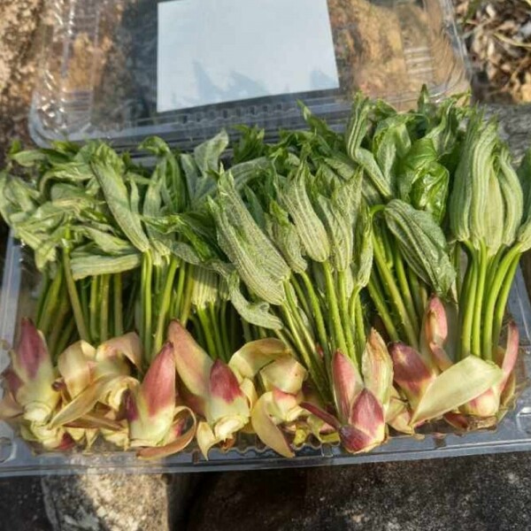 해맑은상상 밀양팜,경남 밀양 산에서 자란 봄나물 (300g X 2팩) 엄나무순 가죽나무순,{밀양물산 주식회사}