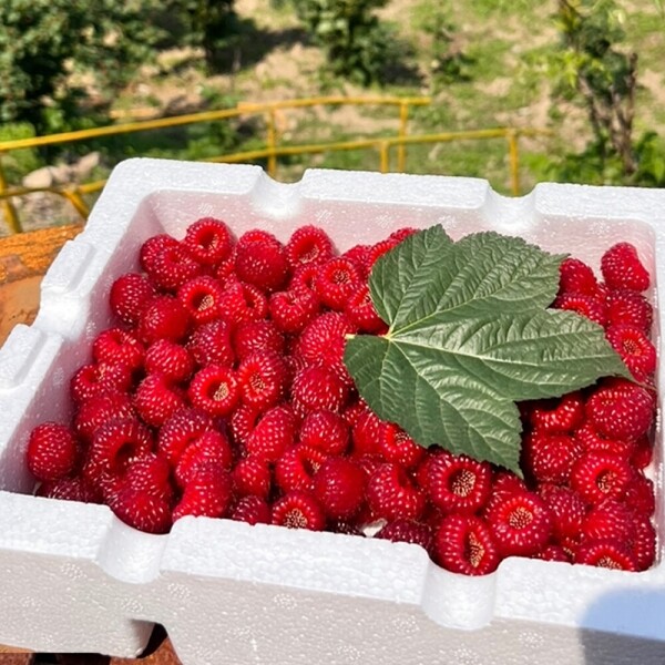 산에서 자란 산딸기 생과 500g / 1kg (특사이즈)