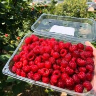 산에서 자란 산딸기 생과 500g (특사이즈)