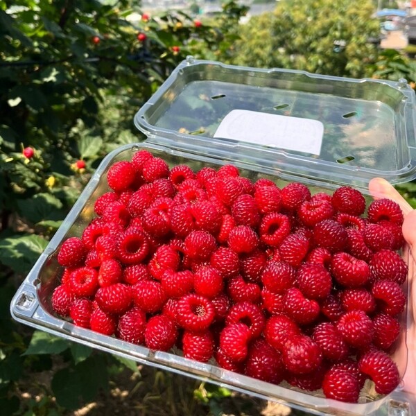 산에서 자란 산딸기 생과 500g / 1kg (특사이즈)