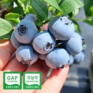 [예약판매] 탱글탱글 톡톡! 친환경 블루베리 1kg 무농약 생과