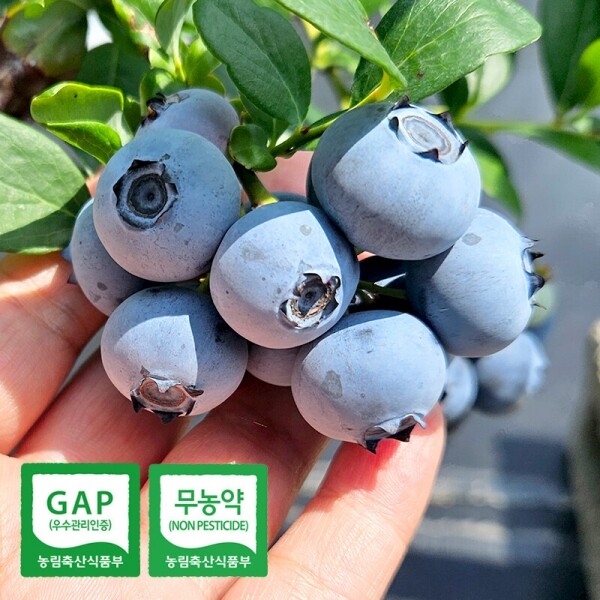 해맑은상상 밀양팜,[예약판매] 탱글탱글 톡톡! 친환경 블루베리 1kg 무농약 생과,{밀양물산 주식회사}