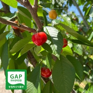 GAP인증 새콤달콤 프리미엄 국산 생체리 1kg / 1년에 3주만 수확