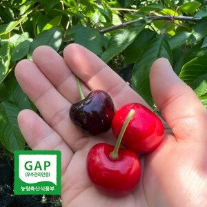 GAP인증 새콤달콤 프리미엄 국산 생체리 1kg / 1년에 3주만 수확