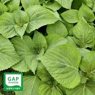 GAP 인증 밀양 찹찹이 깻잎 500g/1kg/3kg 산지직송 직접 재배 전문 농장