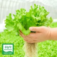 친환경 유럽 샐러드 채소 1kg 모듬 쌈채소 카이피라 버터헤드 이자벨