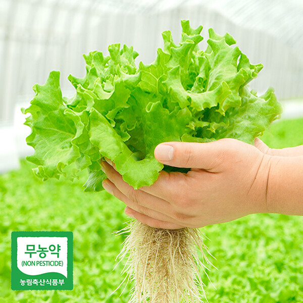 해맑은상상 밀양팜,친환경 유럽 샐러드 채소 1kg 모듬 쌈채소 카이피라 버터헤드 이자벨,{밀양물산 주식회사}