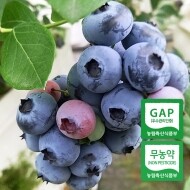 [예약판매] 경남 밀양 무농약 국산 블루베리 생과 1kg