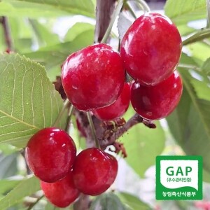 경남 밀양 GAP 인증 수확당일발송 국산 생체리 1kg