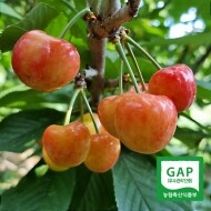 경남 밀양 GAP 인증 수확당일발송 국산 생체리 1kg