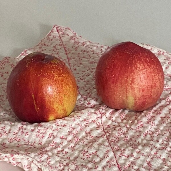 해맑은상상 밀양팜,[예약판매] 신선복숭아 신비복숭아 2kg 고당도 산지직송,{밀양물산 주식회사}