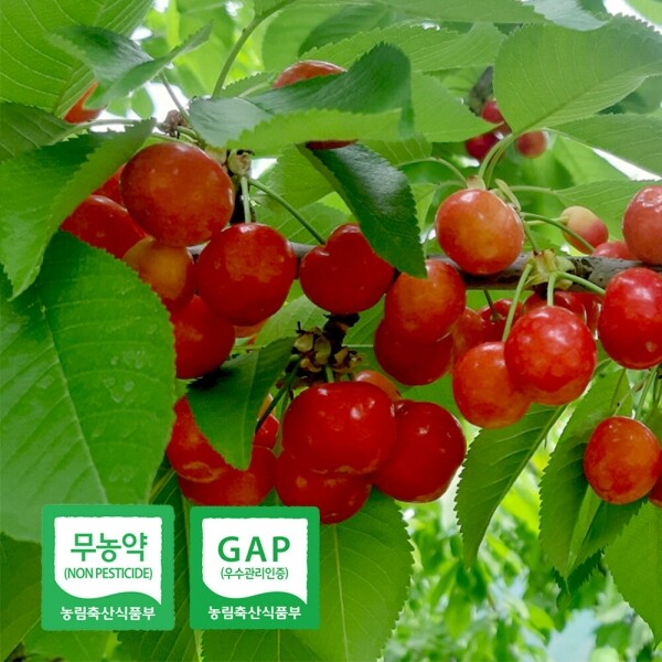 해맑은상상 밀양팜,무농약 저탄소 달콤한 친환경 국산 생체리 1kg,{밀양물산 주식회사}