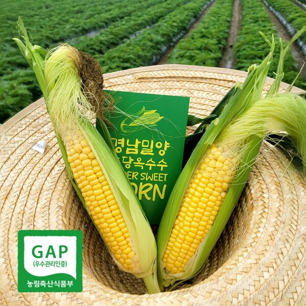 해맑은상상 밀양팜,[월간밀양]5월 밀양 프리미엄 초당옥수수 (5월 19일부터 순차발송),{밀양물산 주식회사}