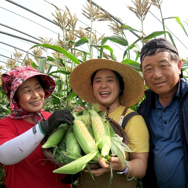 해맑은상상 밀양팜,[월간밀양]5월 밀양 프리미엄 초당옥수수 (5월 19일부터 순차발송),{밀양물산 주식회사}